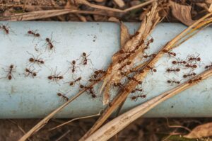 Formigas no Campo limpo