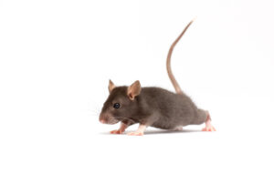 Dedetização de ratos na Anhanguera