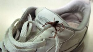 Dedetização de aranhas Vila Zefira